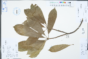  (Magnoliaceae - Ge04386)  @11 [ ] CreativeCommons  Attribution Non-Commercial Share-Alike  Unspecified Herbarium of South China Botanical Garden