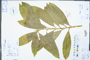  (Symplocaceae - Ge04393)  @11 [ ] CreativeCommons  Attribution Non-Commercial Share-Alike  Unspecified Herbarium of South China Botanical Garden