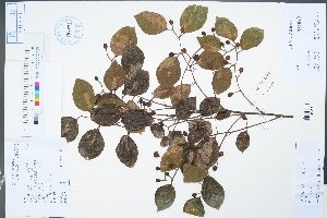  (Celtis sinensis - Ge04401)  @11 [ ] CreativeCommons  Attribution Non-Commercial Share-Alike  Unspecified Herbarium of South China Botanical Garden