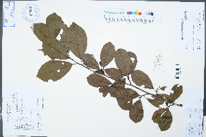  (Alnus trabeculosa - Ge04404)  @11 [ ] CreativeCommons  Attribution Non-Commercial Share-Alike  Unspecified Herbarium of South China Botanical Garden
