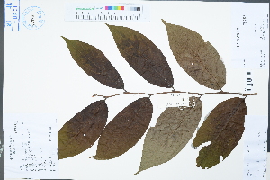  (Diospyros kaki var. silvestris - Ge04408)  @11 [ ] CreativeCommons  Attribution Non-Commercial Share-Alike  Unspecified Herbarium of South China Botanical Garden