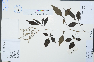  (Vitex - Ge04409)  @11 [ ] CreativeCommons  Attribution Non-Commercial Share-Alike  Unspecified Herbarium of South China Botanical Garden