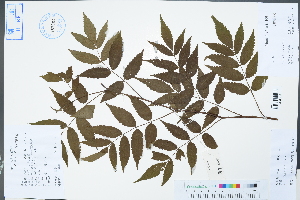  (Rubus hirsutus - Ge04411)  @11 [ ] CreativeCommons  Attribution Non-Commercial Share-Alike  Unspecified Herbarium of South China Botanical Garden