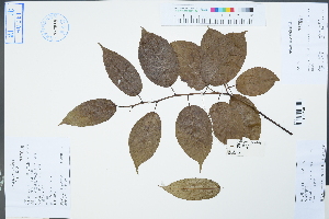  (Stachyurus himalaicus - Ge04413)  @11 [ ] CreativeCommons  Attribution Non-Commercial Share-Alike  Unspecified Herbarium of South China Botanical Garden