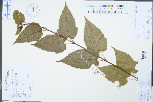  (Acer davidii - Ge04414)  @11 [ ] CreativeCommons  Attribution Non-Commercial Share-Alike  Unspecified Herbarium of South China Botanical Garden