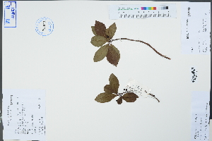  (Ardisia chinensis - Ge04417)  @11 [ ] CreativeCommons  Attribution Non-Commercial Share-Alike  Unspecified Herbarium of South China Botanical Garden