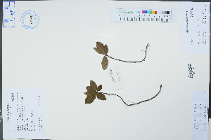  (Ardisia japonica - Ge04418)  @11 [ ] CreativeCommons  Attribution Non-Commercial Share-Alike  Unspecified Herbarium of South China Botanical Garden