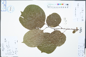  ( - Ge04419)  @11 [ ] CreativeCommons  Attribution Non-Commercial Share-Alike  Unspecified Herbarium of South China Botanical Garden