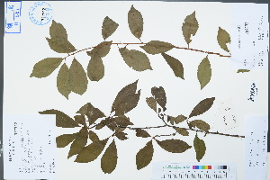  (Prunus salicina - Ge04426)  @11 [ ] CreativeCommons  Attribution Non-Commercial Share-Alike  Unspecified Herbarium of South China Botanical Garden