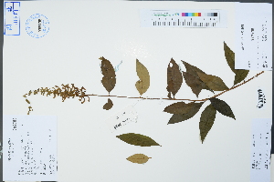  ( - Ge04430)  @11 [ ] CreativeCommons  Attribution Non-Commercial Share-Alike  Unspecified Herbarium of South China Botanical Garden