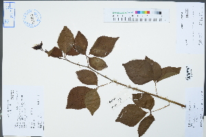  (Eleutherococcus trifoliatus - Ge04436)  @11 [ ] CreativeCommons  Attribution Non-Commercial Share-Alike  Unspecified Herbarium of South China Botanical Garden
