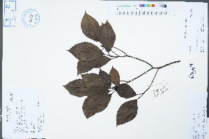  (Viburnum propinquum - Ge04439)  @11 [ ] CreativeCommons  Attribution Non-Commercial Share-Alike  Unspecified Herbarium of South China Botanical Garden