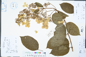  (Hydrangea paniculata - Ge04440)  @11 [ ] CreativeCommons  Attribution Non-Commercial Share-Alike  Unspecified Herbarium of South China Botanical Garden