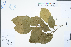  (Citrus maxima - Ge04444)  @11 [ ] CreativeCommons  Attribution Non-Commercial Share-Alike  Unspecified Herbarium of South China Botanical Garden
