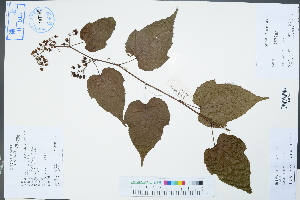  (Rubus lambertianus - Ge04448)  @11 [ ] CreativeCommons  Attribution Non-Commercial Share-Alike  Unspecified Herbarium of South China Botanical Garden