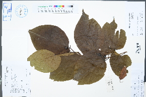  (Alangium chinense - Ge04453)  @11 [ ] CreativeCommons  Attribution Non-Commercial Share-Alike  Unspecified Herbarium of South China Botanical Garden