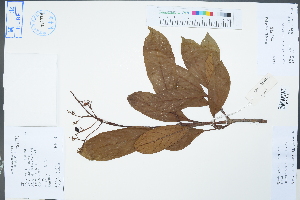  (Viburnum odoratissimum - Ge04454)  @11 [ ] CreativeCommons  Attribution Non-Commercial Share-Alike  Unspecified Herbarium of South China Botanical Garden