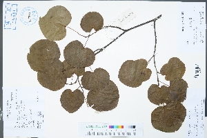  (Disanthus cercidifolius var. longipes - Ge04459)  @11 [ ] CreativeCommons  Attribution Non-Commercial Share-Alike  Unspecified Herbarium of South China Botanical Garden