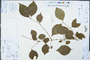  (Lonicera maackii - Ge04464)  @11 [ ] CreativeCommons  Attribution Non-Commercial Share-Alike  Unspecified Herbarium of South China Botanical Garden