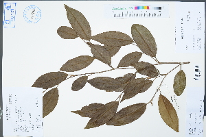  ( - Ge04468)  @11 [ ] CreativeCommons  Attribution Non-Commercial Share-Alike  Unspecified Herbarium of South China Botanical Garden