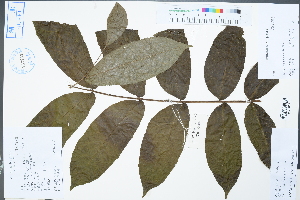  ( - Ge04470)  @11 [ ] CreativeCommons  Attribution Non-Commercial Share-Alike  Unspecified Herbarium of South China Botanical Garden