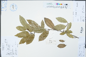  ( - Ge04472)  @11 [ ] CreativeCommons  Attribution Non-Commercial Share-Alike  Unspecified Herbarium of South China Botanical Garden