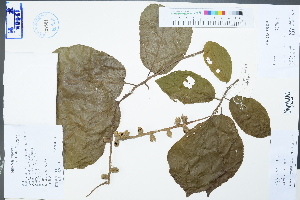  ( - Ge04473)  @11 [ ] CreativeCommons  Attribution Non-Commercial Share-Alike  Unspecified Herbarium of South China Botanical Garden