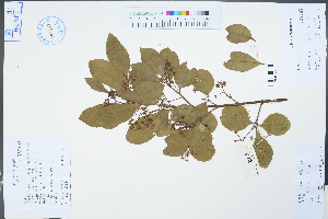  ( - Ge04478)  @11 [ ] CreativeCommons  Attribution Non-Commercial Share-Alike  Unspecified Herbarium of South China Botanical Garden