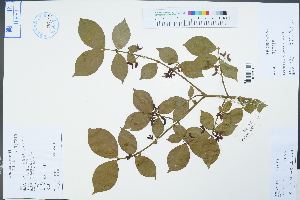  (Euonymus alatus - Ge04480)  @11 [ ] CreativeCommons  Attribution Non-Commercial Share-Alike  Unspecified Herbarium of South China Botanical Garden