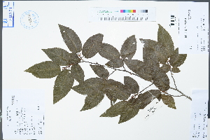  (Carpinus turczaninowii - Ge04482)  @11 [ ] CreativeCommons  Attribution Non-Commercial Share-Alike  Unspecified Herbarium of South China Botanical Garden