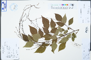 (Hylodesmum podocarpum subsp. oxyphyllum - Ge04622)  @11 [ ] CreativeCommons  Attribution Non-Commercial Share-Alike  Unspecified Herbarium of South China Botanical Garden