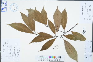  (Machilus lichuanensis - Ge04484)  @11 [ ] CreativeCommons  Attribution Non-Commercial Share-Alike  Unspecified Herbarium of South China Botanical Garden