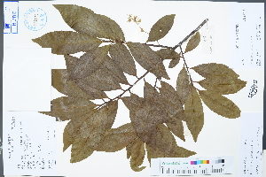  (Elaeocarpus decipiens - Ge04486)  @11 [ ] CreativeCommons  Attribution Non-Commercial Share-Alike  Unspecified Herbarium of South China Botanical Garden