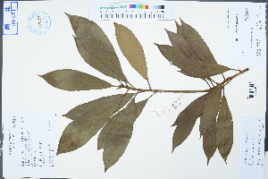  (Illicium dunnianum - Ge04487)  @11 [ ] CreativeCommons  Attribution Non-Commercial Share-Alike  Unspecified Herbarium of South China Botanical Garden