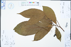  (Machilus yunnanensis - Ge04623)  @11 [ ] CreativeCommons  Attribution Non-Commercial Share-Alike  Unspecified Herbarium of South China Botanical Garden