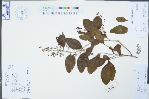  (Ligustrum sinense - Ge04489)  @11 [ ] CreativeCommons  Attribution Non-Commercial Share-Alike  Unspecified Herbarium of South China Botanical Garden