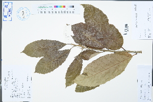  (Castanea mollissima - Ge04492)  @11 [ ] CreativeCommons  Attribution Non-Commercial Share-Alike  Unspecified Herbarium of South China Botanical Garden