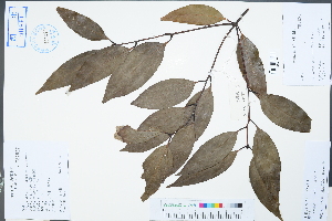  (Cinnamomum jensenianum - Ge04494)  @11 [ ] CreativeCommons  Attribution Non-Commercial Share-Alike  Unspecified Herbarium of South China Botanical Garden