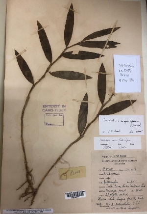  (Dendrobium corydaliflorum - EDW105)  @11 [ ] CreativeCommons - Attribution Non-Commercial Share-Alike (2019) Edward Entalai Universiti Putra Malaysia