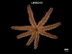  ( - LMBSCt8-001)  @11 [ ] Unspecified (default): All Rights Reserved  Unspecified Unspecified
