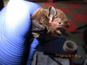  (Pipistrellus hesperidus - MM011217GSF_NC4)  @11 [ ] CreativeCommons - Attribution Share-Alike (2023) Monika Moir Stellenbosch University