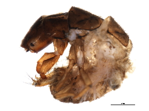  ( - Cbind-099)  @14 [ ] CreativeCommons - Attribution (2009) CBG Photography Group Centre for Biodiversity Genomics