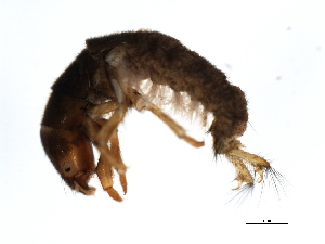  ( - Cbind-079)  @14 [ ] CreativeCommons - Attribution (2009) CBG Photography Group Centre for Biodiversity Genomics