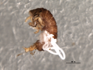  ( - Cbref-236)  @12 [ ] CreativeCommons - Attribution (2009) CBG Photography Group Centre for Biodiversity Genomics