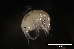  (Hyalella sp. F1 - CH850-F08)  @11 [ ] CreativeCommons  Attribution Non-Commercial Share-Alike (2015) Martha Valdez-Moreno El Colegio de la Frontera Sur