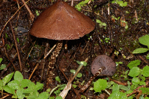  (Psilocybe zapotecorum - RLC130)  @11 [ ] CreativeCommons - Attribution Non-Commercial Share-Alike (2010) Mycology Division, Royal Ontario Museum Royal Ontario Museum