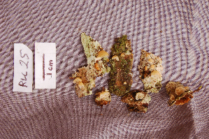  (Marasmius griseoroseus - RLC25)  @11 [ ] CreativeCommons - Attribution Non-Commercial Share-Alike (2010) Mycology Division, Royal Ontario Museum Royal Ontario Museum