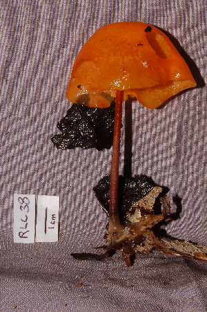  (Hymenogloea papyracea - RLC38)  @11 [ ] CreativeCommons - Attribution Non-Commercial Share-Alike (2010) Mycology Division, Royal Ontario Museum Royal Ontario Museum