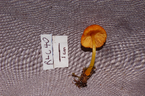  (Pluteus aureovenatus - RLC40)  @11 [ ] CreativeCommons - Attribution Non-Commercial Share-Alike (2010) Mycology Division, Royal Ontario Museum Royal Ontario Museum