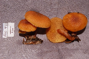  (Gymnopilus lepidotus - RLC41)  @11 [ ] CreativeCommons - Attribution (2010) Bryn Dentinger Unspecified